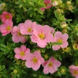 Potentilla lijepa ružičasta ili ružičasta ljepota: opis, sadnja i njega